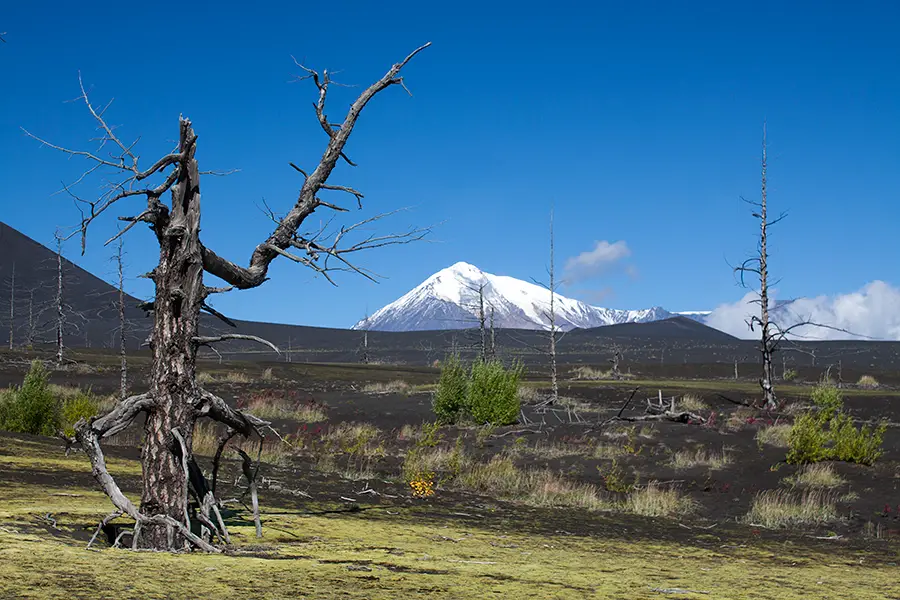 Dead-forest.jpg