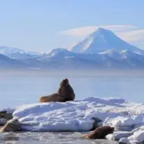 Kamchatka winter tour Russia