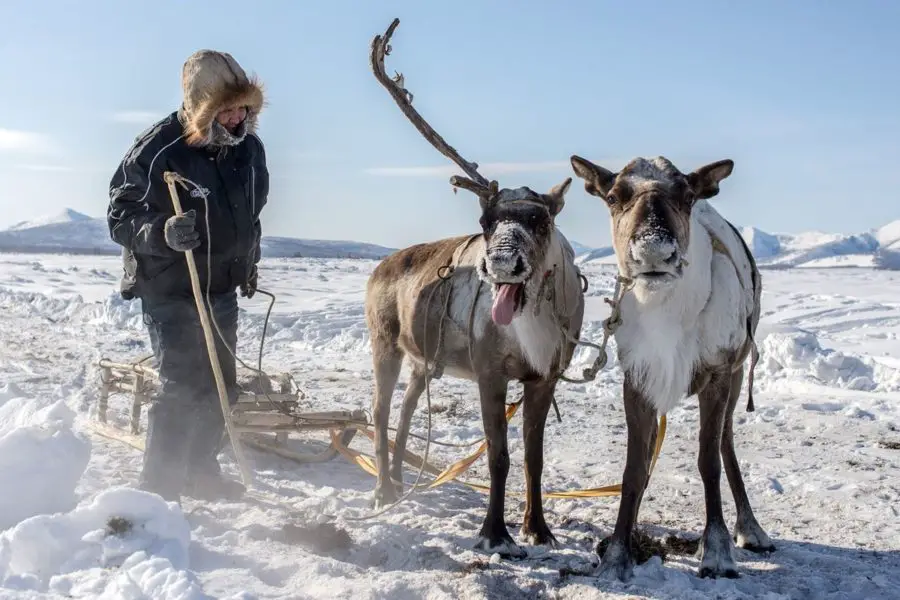 Oymyakon animals