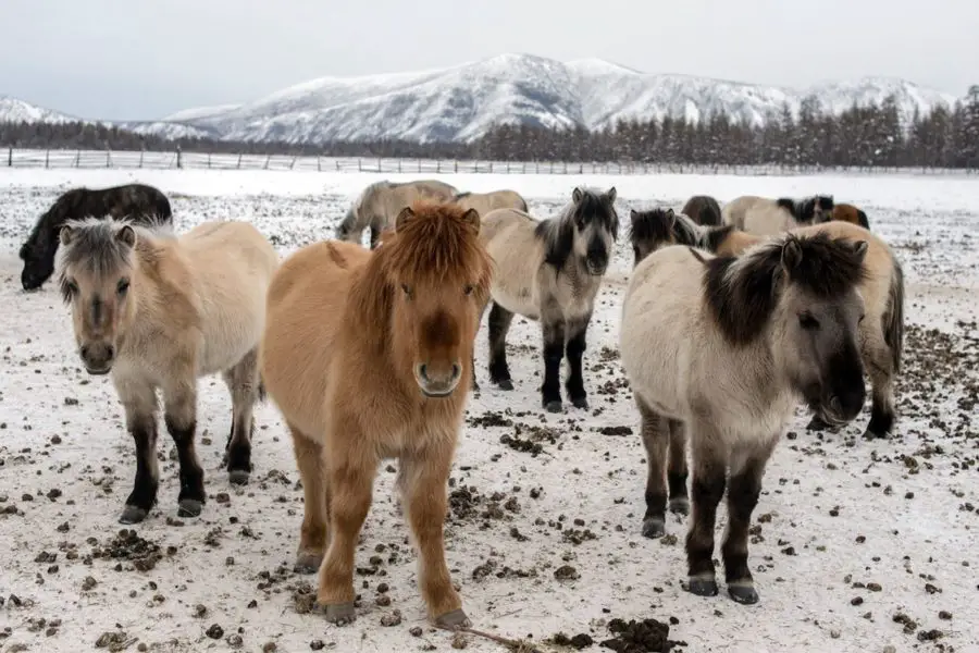 Oymyakon horses