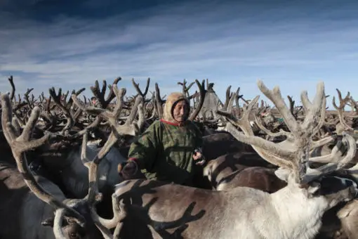reindeer migration, Nenets migration