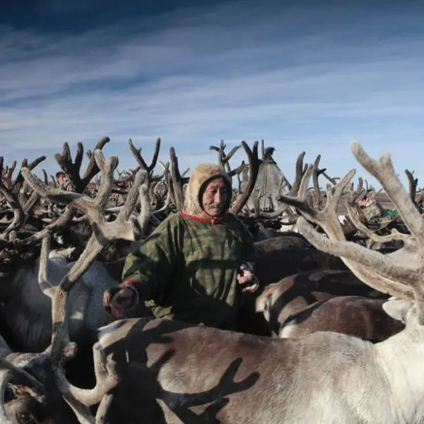 reindeer migration, Nenets migration