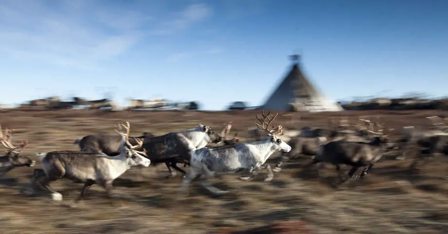 reindeer migration Yamal