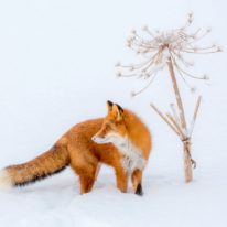 Kamchatka Winter tour Russia Siberia