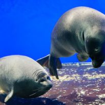 Lake Baikal seals aquarium, Legend of Lake Baikal, Lake Baikal Summer Tour