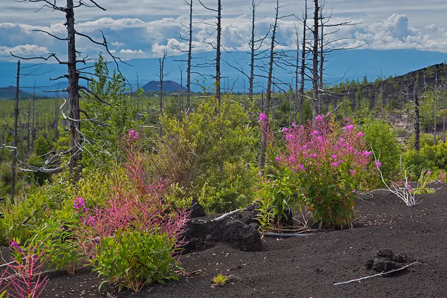 Dead forest kamchatka