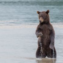 Kamchatka tour volcanoes bears Siberia Russia