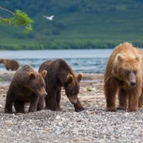 Kamchatka tour volcanoes bears Siberia Russia