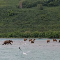 Kamchatka tour volcanoes bears Siberia Russia