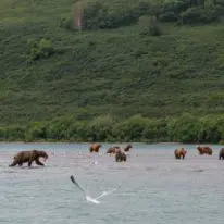 Kamchatka tour volcanoes bears Siberia Russia