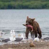 Kamchatka tour volcanoes bears Siberia Russia