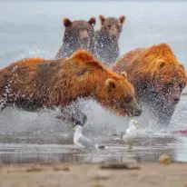 Kamchatka bears tour Kuril Lake