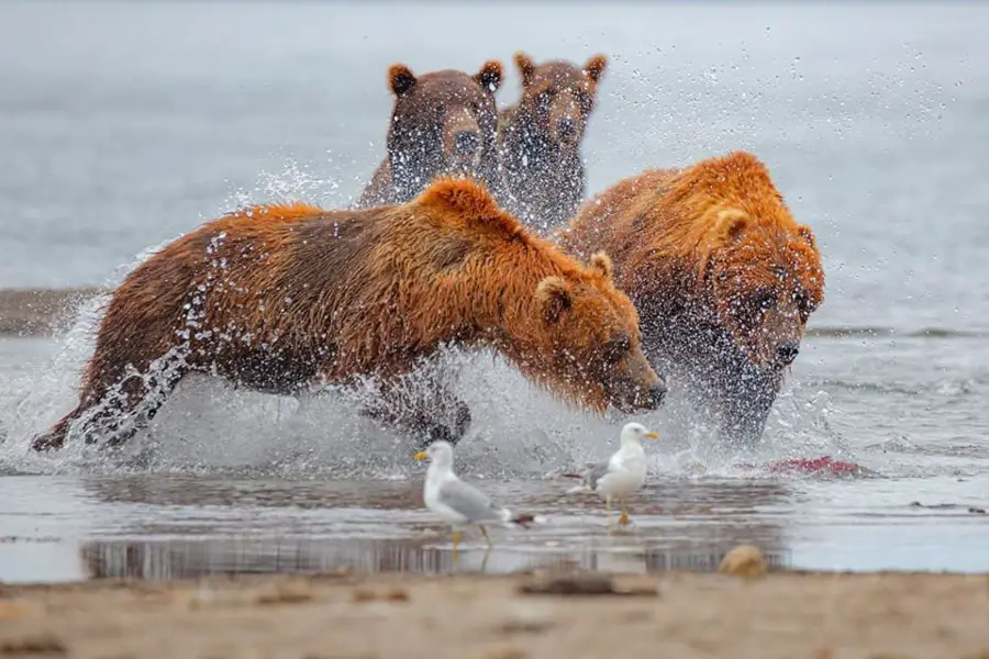 Kamchatka bears tour Kuril Lake