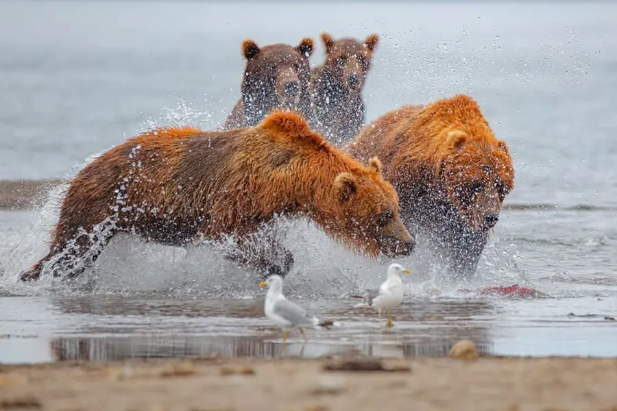 Kamchatka bears tour Kuril Lake