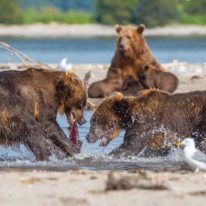 Kamchatka tour volcanoes bears Siberia Russia