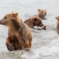 Kamchatka tour volcanoes bears Siberia Russia