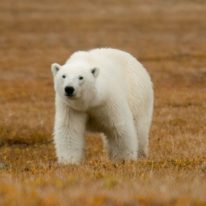 Wrangel Island Cruise Russian Arctic Polar Cruises