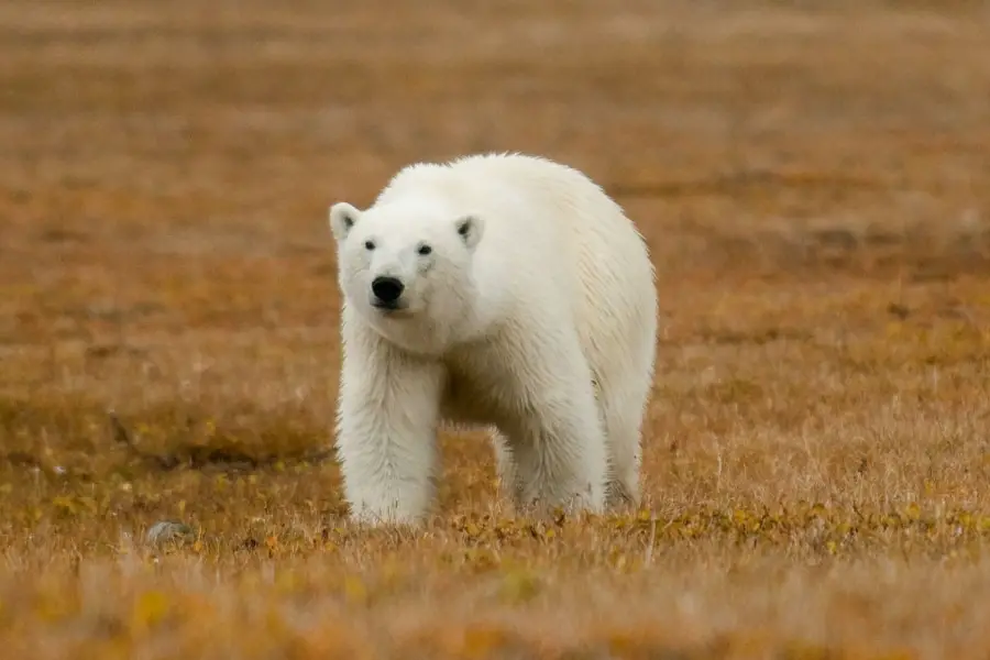 Wrangel Island Cruise Russian Arctic Polar Cruises