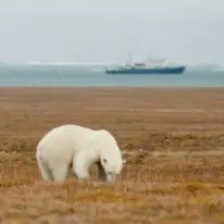 Wrangel Island Cruise Russian Arctic Polar Cruises