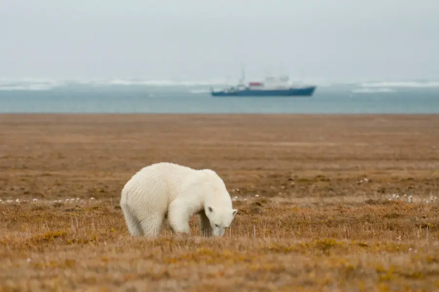 Wrangel Island Cruise Russian Arctic Polar Cruises