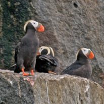 Wrangel Island Cruise Russian Arctic Polar Cruises