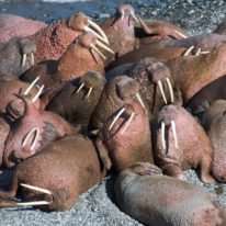 Wrangel Island Cruise Russian Arctic Polar Cruises