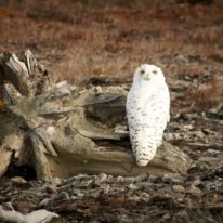 Wrangel Island Cruise Russian Arctic Polar Cruises