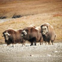 Wrangel Island Cruise Russian Arctic Polar Cruises