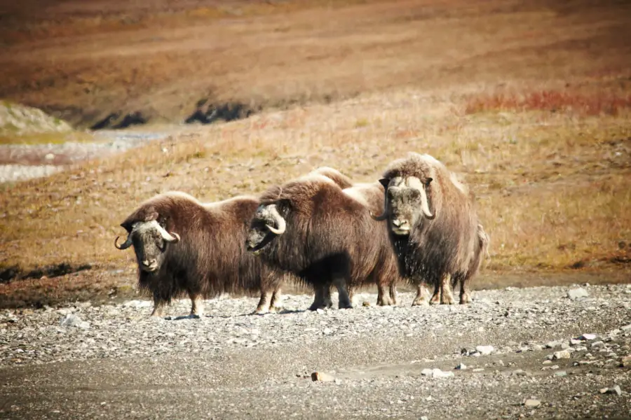 Wrangel Island Cruise Russian Arctic Polar Cruises