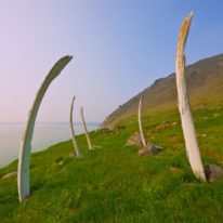 Wrangel Island Cruise Russian Arctic Polar Cruises