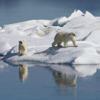 Wrangel Island Cruise Russian Arctic Polar Cruises