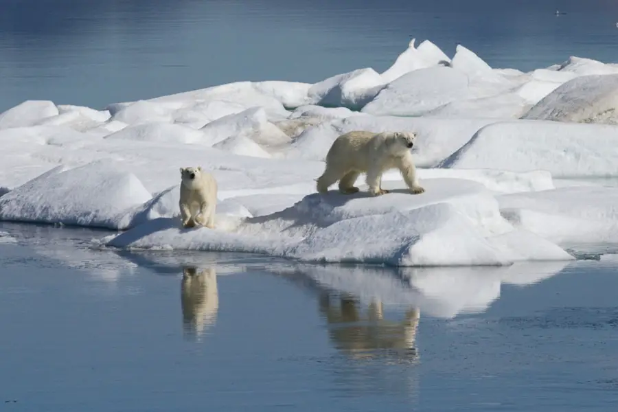 Wrangel Island Cruise Russian Arctic Polar Cruises