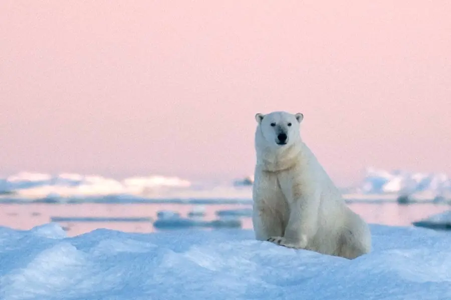 Wrangel Island Cruise Russian Arctic