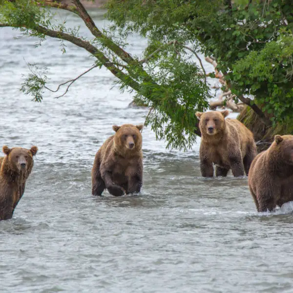 petropavlovsk kamchatsky tours