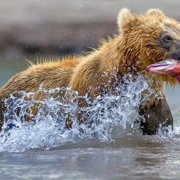 Kamchatka tour bears and volcanoes