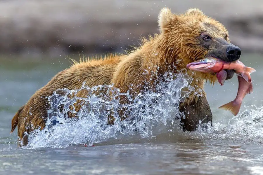 Kamchatka tour bears and volcanoes