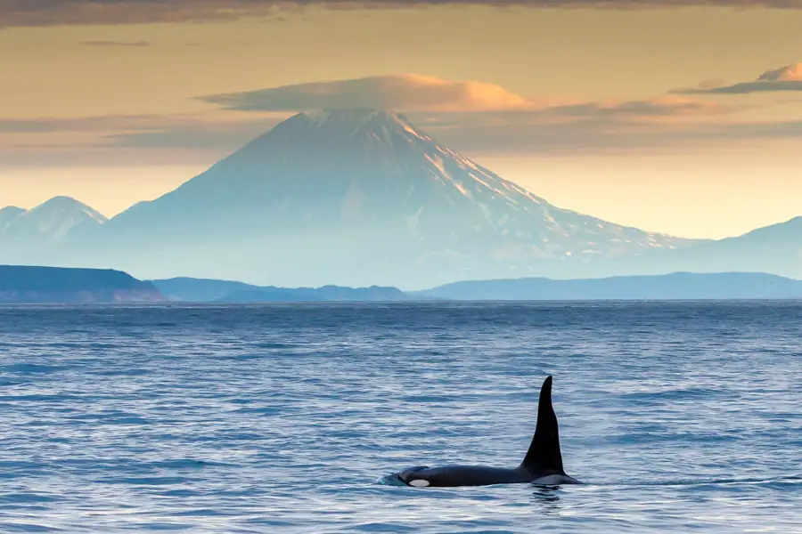 kamchatka cruise