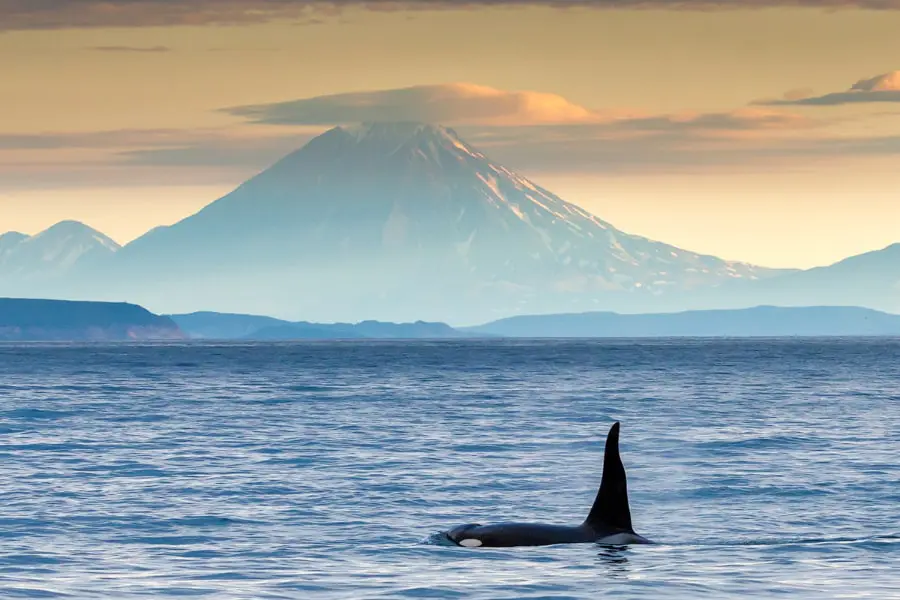 Kamchatka photo tour bears volcanoes Russia Siberia