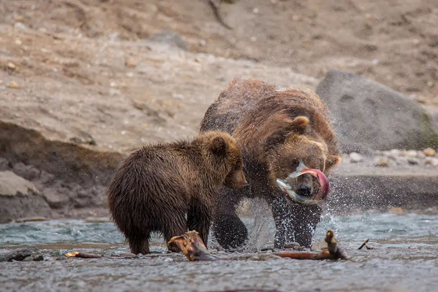 Kamchatka Kuril Lake photo tour bears