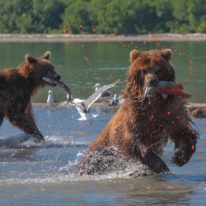 Kamchatka tour volcanoes bears Siberia Russia