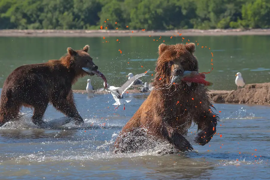 Kamchatka Kuril Lake bears photo tour