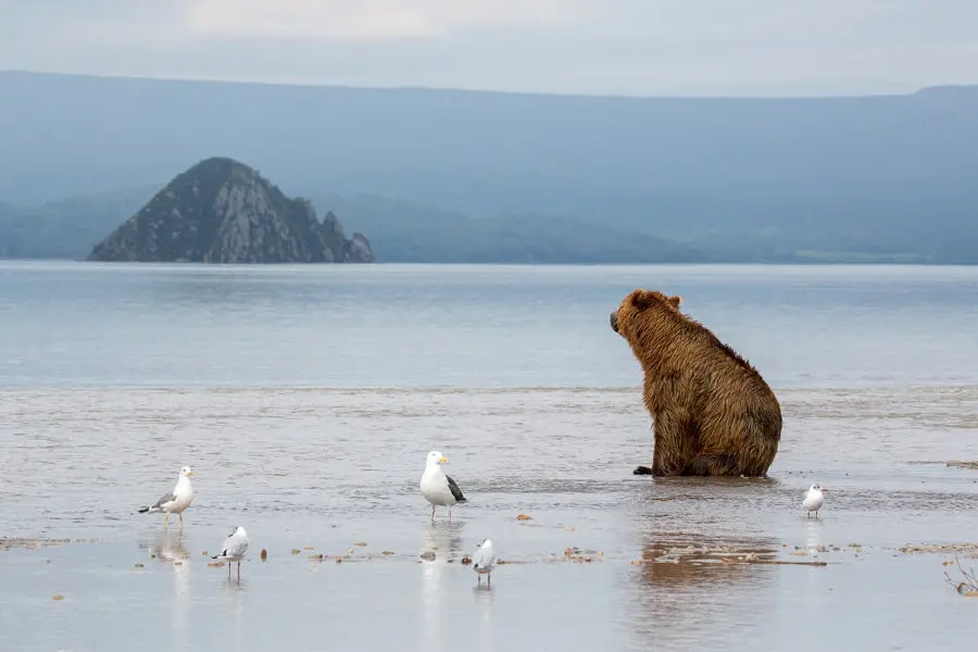 Kamchatka bears tour Kuril Lake