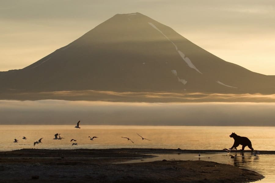 Kamchatka Kuril Lake bears