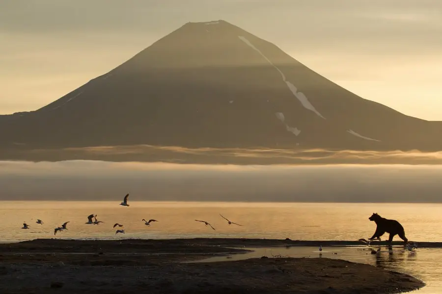 Kamchatka Kuril Lake bears