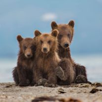 Kamchatka bears tour