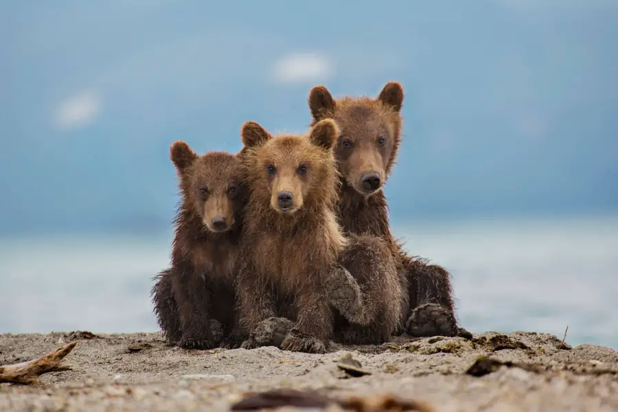 Kamchatka bears tour