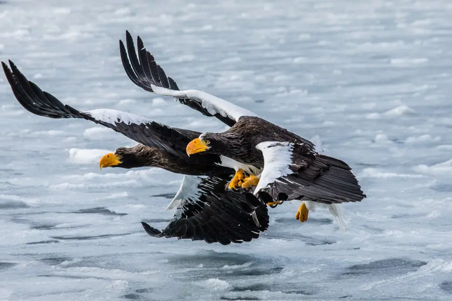 Kamchatka wildlife tour