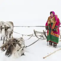 Yamal Reindeer migration Nenets tour Russia Siberia