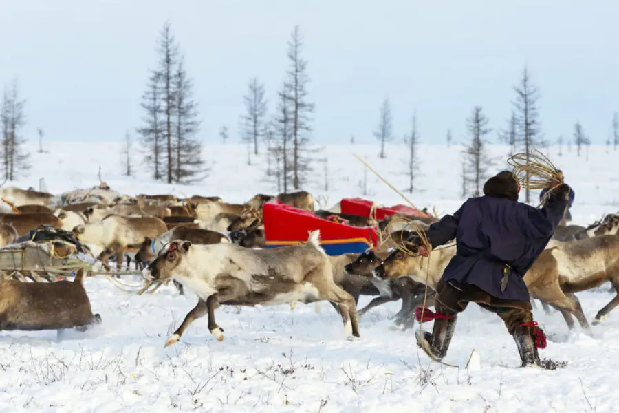 Reindeer herders migration Nenets of Yamal Peninsula, Russian Festivals