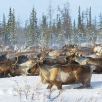 Yamal Reindeer migration Nenets tour Russia Siberia